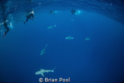 Galapagos sharks checking us out near Balls Pyramid, Lord... by Brian Pool 